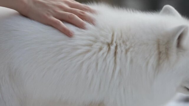 Tactile Connection: Stroking the Luxurious White Fur of an Arctic Fox