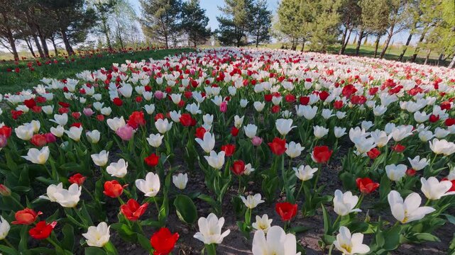 Wide tulip field blooming with red and white flowers in a sunny park landscape with trees and grass.