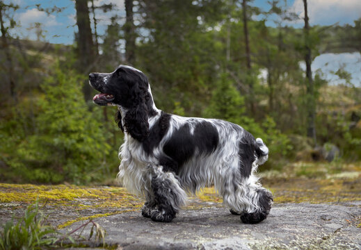 Portrait of a purebred English Cocker Spaniel. The dog stands on a rocky ledge and looks into the frame. The color is blue roan. Trees and a sunset are visible in the background. Summer. Wildlife.
