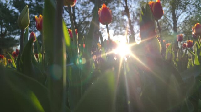 Red and yellow tulip flowers in spring garden with backlighting