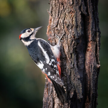 picchio rosso maggiore (Dendrocopos major)