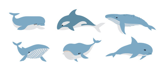 Fototapeta premium Whale and marine mammals collection illustration. Flat design ocean wildlife set featuring orca, humpback, beluga, and sperm whales isolated on a white background, perfect for educational materials an