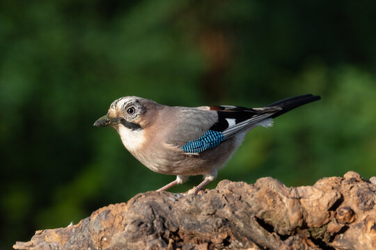 Ghiandaia (Garrulus glandarius)