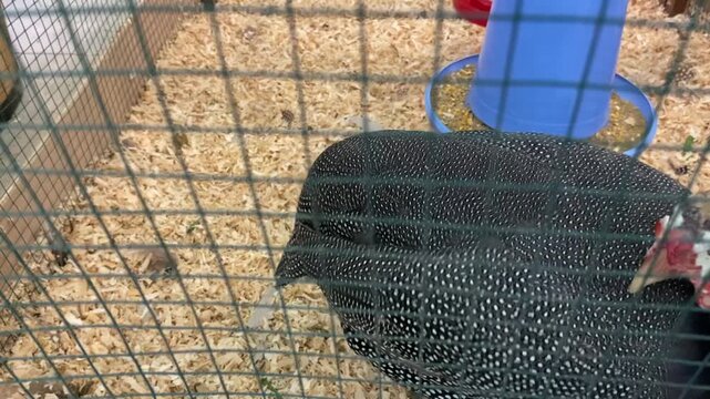 A guineafowl with black and white spotted feathers is active in a wire cage with a sawdust base near the feed container.