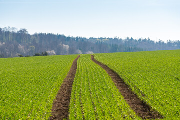 A vibrant, picturesque rural landscape featuring a field of bright green young crops in early spring. Distinct dark brown tractor tracks create striking leading lines through the vibrant green sprouts © Leonidovich