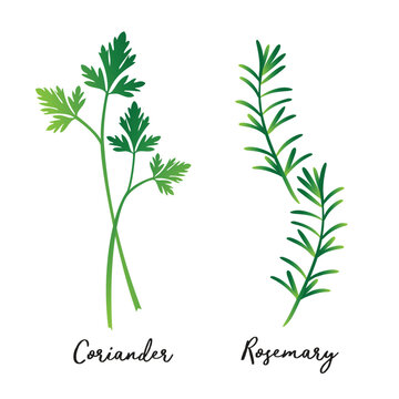 Fresh green leaves coriander and rosenary isolated white background Vector illustration