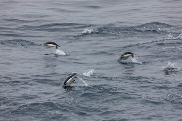 Fototapeta premium South Orkney Islands, Antarctic penguin on a cloudy winter day.