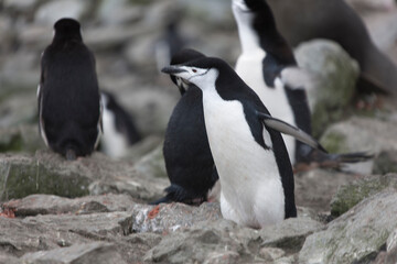 Fototapeta premium South Orkney Islands, Antarctic penguin on a cloudy winter day.