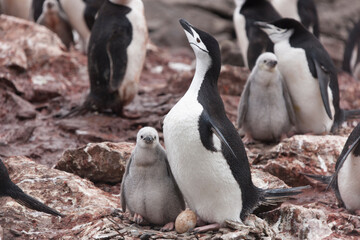 Fototapeta premium South Orkney Islands, Antarctic penguin on a cloudy winter day.
