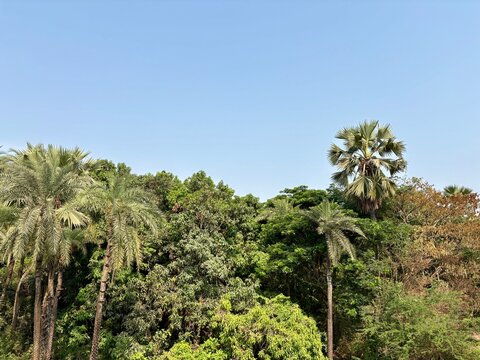 Lush green palm trees and nature landscape at historic Vasai Fort India