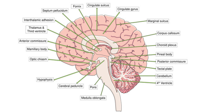 Human Brain Sagittal Cross Section Labeled Diagram. Cerebrum Cerebellum Brainstem and Ventricles Anatomical Presentation Chart Vector
