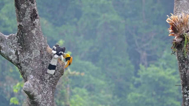 View of a Great Hornbill perched on a tree trunk in a lush tropical forest in Dehong Dai and Jingpo Autonomous Prefecture, Yunnan, China.