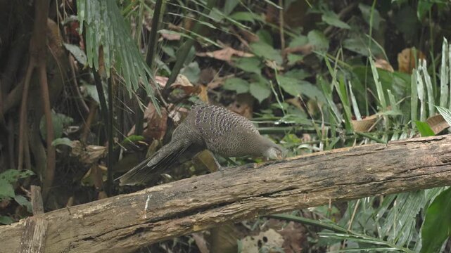 View of a grey peacock-pheasant standing on a fallen log amidst dense tropical forest foliage in Dehong Dai and Jingpo Autonomous Prefecture, Yunnan, China.