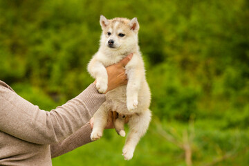 Cute Siberian husky puppy held up in human hands outdoors. Adorable fluffy baby dog on a blurred green background © Alina Ziabrieva