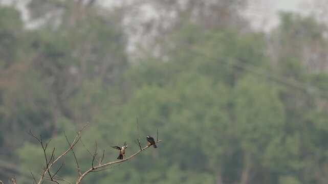 View of a collared falconet perched on a bare branch against a lush green forest background in Dehong Dai and Jingpo Autonomous Prefecture, Yunnan, China.