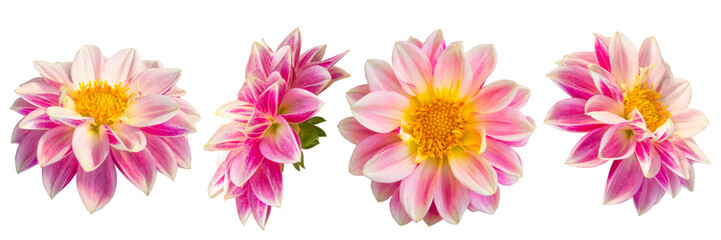 Obraz premium Four pink and white dahlia flowers in a row. Isolated on a transparent background.