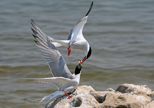 Detailed shot of Common Terns (Sterna hirundo) during their ritual mating display.