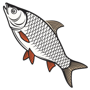 Roch fish
