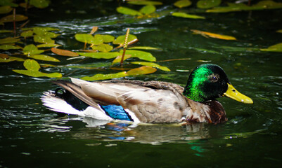 kaczka pozuje © NaturePhoto