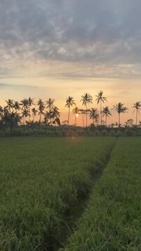 Aerial View Ambarawa Town Central Java Indonesia Rural Landscape Rice Fields and Mountains