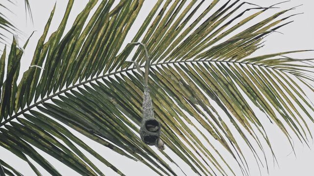 View of Baya Weaver at its hanging nest on a palm leaf in Dehong Dai and Jingpo Autonomous Prefecture, Yunnan, China.