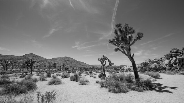 Deserted and barren lands of the Joshua Treen National Park