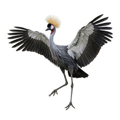 Fototapeta premium Grey crowned crane with wings spread wide, stands on one leg against a white background.