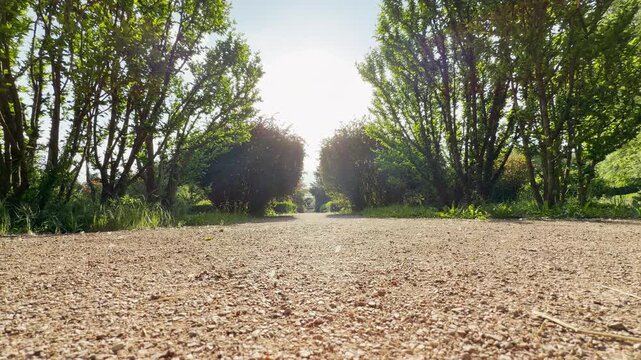 A wide gravel walkway extends into the distance from a ground-level view. It runs directly between rows of green hedge trees and bushes. Bright sunshine glows above the quiet park path.