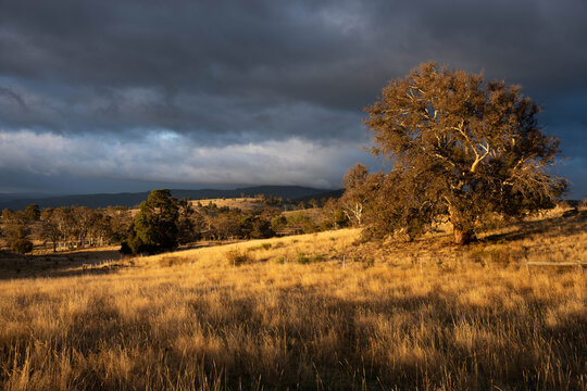 a beautiful Australian farming country landscape in Tasmania with tall pasture grass