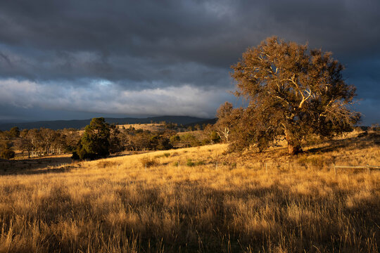 a beautiful Australian farming country landscape in Tasmania with tall pasture grass