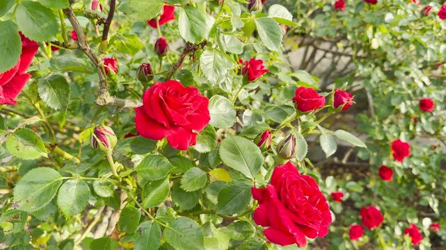 A healthy rose bush grows vigorously. Vibrant red flowers and young buds bloom among dense green leaves. The colorful plants fill a sunny outdoor garden space.