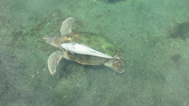 Remora suckerfish attached to a giant sea turtle swimming through the ocean