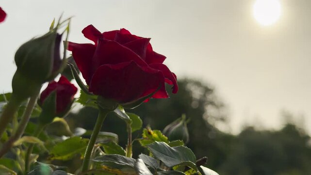 A deep red rose stands prominently in the foreground. Several unopened buds reach upward on slender stems. The bright sun glows softly in a hazy sky behind the dark foliage.