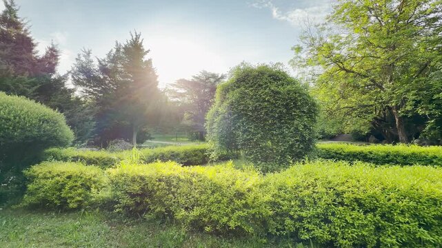 Bright sunlight shines over a line of large trees. Neatly trimmed green hedges grow across a grassy park lawn. A warm haze fills the calm summer landscape.