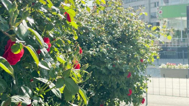 Lush green bushes filled with red roses rustle gently in the morning sun. A large white bus passes by, creating a deep, resonant rumble of urban traffic.