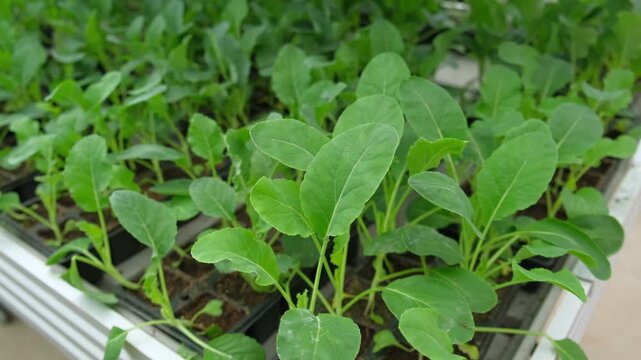 Bok choy, pak choi type of Chinese cabbage seedlings growth. Cultivated leaf vegetable used as food. Greens vibrant leaves in black trays. Growing in urban sustainable farming. Eco gardening ventures.