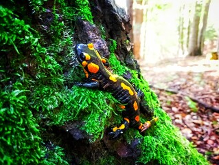 salamandra © NaturePhoto
