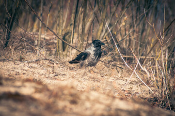 ptak na łonie natury © NaturePhoto