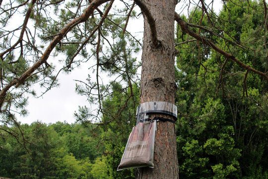 &Eacute;co-pi&egrave;ge dans l'arbre du pin pour lutter contre le fl&eacute;au des chenilles processionnaires