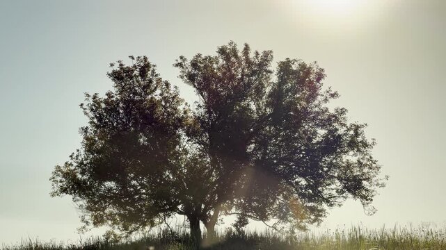 A large green tree stands on a hill covered in tall grass. Bright sunbeams filter through its full branches under a hazy, glowing afternoon sky.