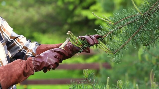 Pruning and shaping pine trees with pruning shears, hands in gloves pruning green pine branches.