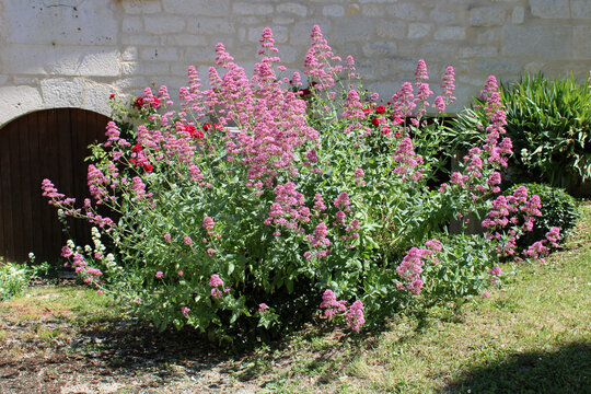 Centranthe rouge, Lilas d'Espagne ou Val&eacute;riane rouge