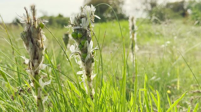 Spikes of a wild white asphodel plant rise from the field. The green seed pods and white petals stand out against bright green grass in a sunny outdoor meadow.