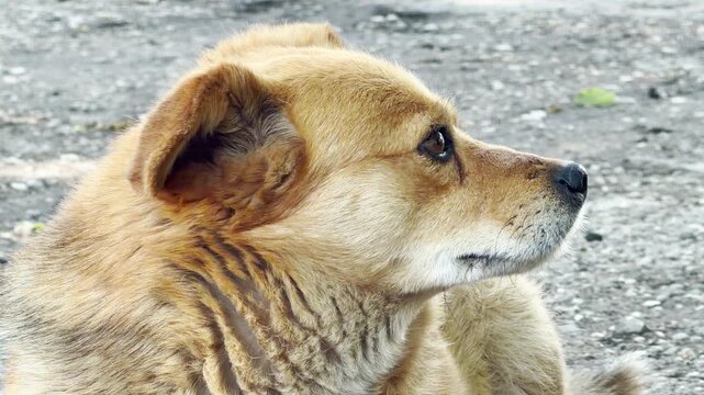 A close-up profile captures a fluffy brown dog glancing nervously upward. The animal rests quietly outdoors against a blurred gravel ground. Its expressive eyes convey a sense of worry and submission.