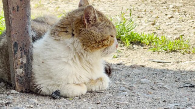 A fluffy tabby and white cat sits comfortably on the gravel ground. The animal rests patiently next to a rustic wooden post in a sunny outdoor setting.