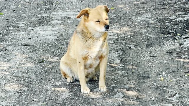 A medium-sized light brown dog sits peacefully on a rough dirt and gravel road. The animal has its eyes squinted against the bright daylight. It appears calm and relaxed in its outdoor environment.