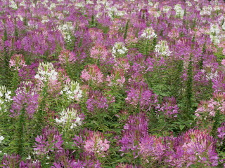 Fototapeta premium NAKAFURANO, JAPAN – JULY 28, 2025: A lush field of mixed white, pink, and purple Spider Flowers (Cleome hassleriana) blooming in abundance at Farm Tomita, Hokkaido.