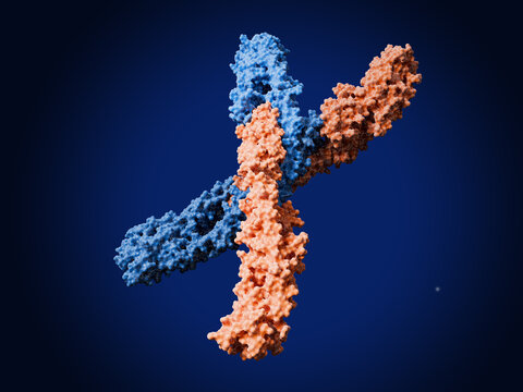 The schizophrenia associated protein DISC1