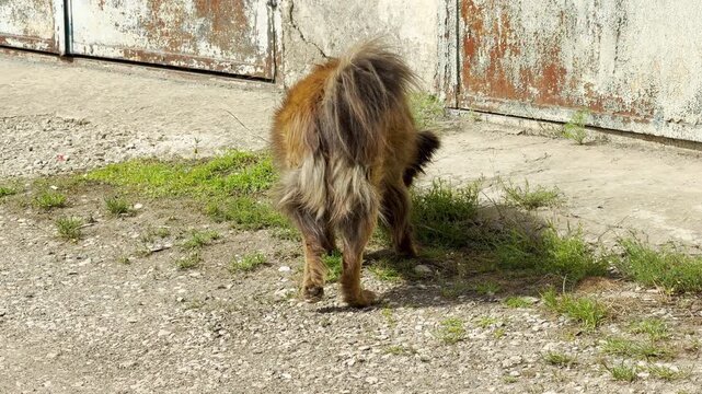 A fluffy brown stray dog walks away down a dry gravel path. Its long fur is highlighted by bright sunlight. The outdoor scene looks quiet, warm, and a bit lonely.