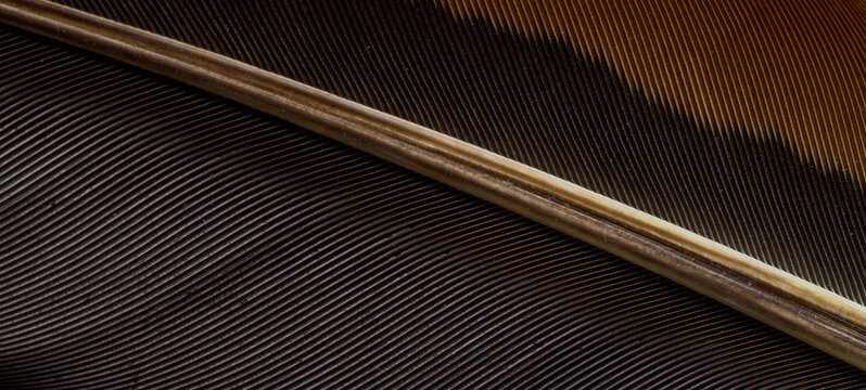 Macro Shot of Bird Feather Texture,Extreme close-up detail showcasing the intricate, parallel structures and natural color patterns of an exotic bird feather, highlighting the organic beauty.